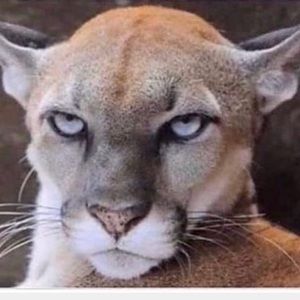 Meet your Posher, Natasha